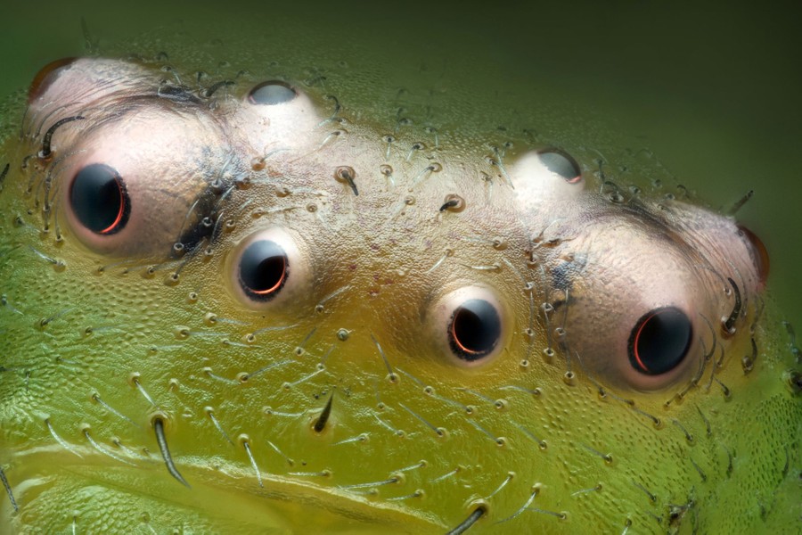 A very close view of the multiple eyes of a green spider