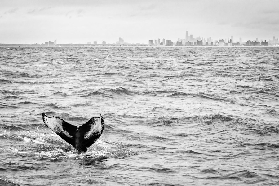 The tail of a whale pokes out of the ocean's surface, with a city skyline in the distance.