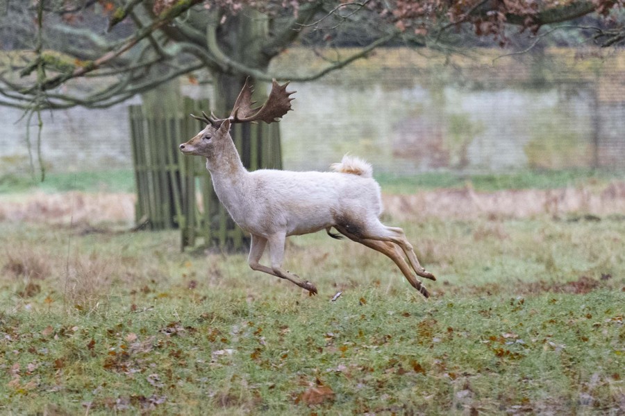 A deer bounds through a park.