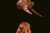 An orange tabby falling in front of a black background