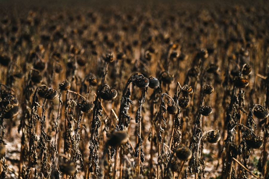 Brown and dry sunflowers droop in a field.