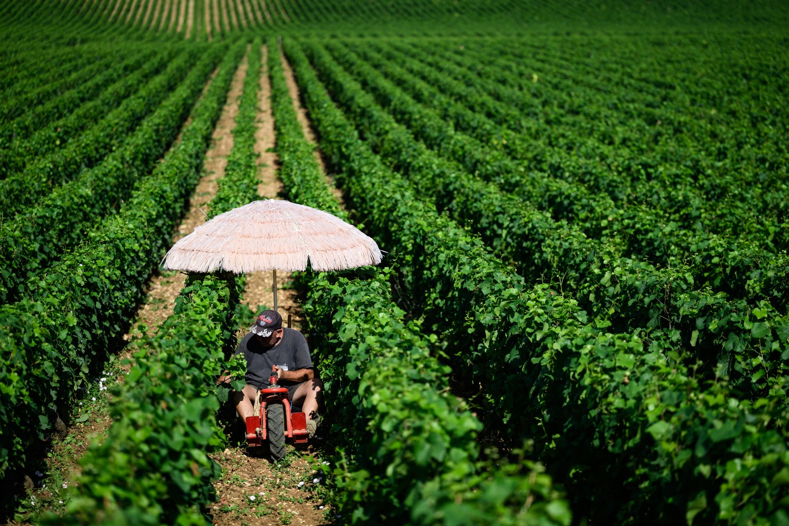 A person drives a small tractor, equipped with an umbrella, between vines in a vineyard on a sunny day.