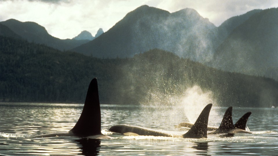 Photo of a group of orcas in the wild, just their dorsal fins are visible