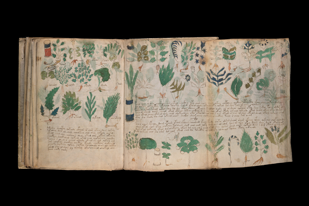 photo of medieval book open with right page that folds out, covered with various drawings of plants and long rows of handwritten script