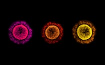 three coronavirus particles in different colors