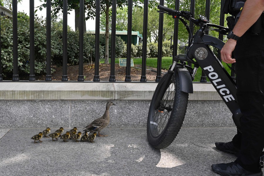 A Secret Service officer with a bike stands on a sidewalk beside a mother duck and 10 small ducklings.