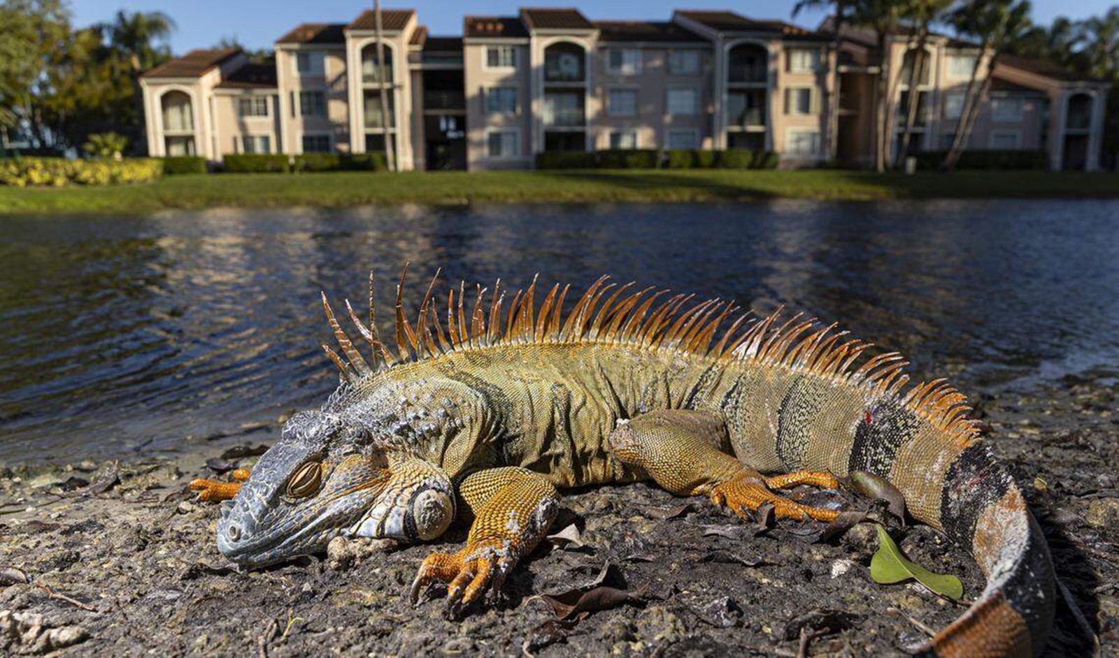 An iguana lays on the ground in a residential neighborhood.