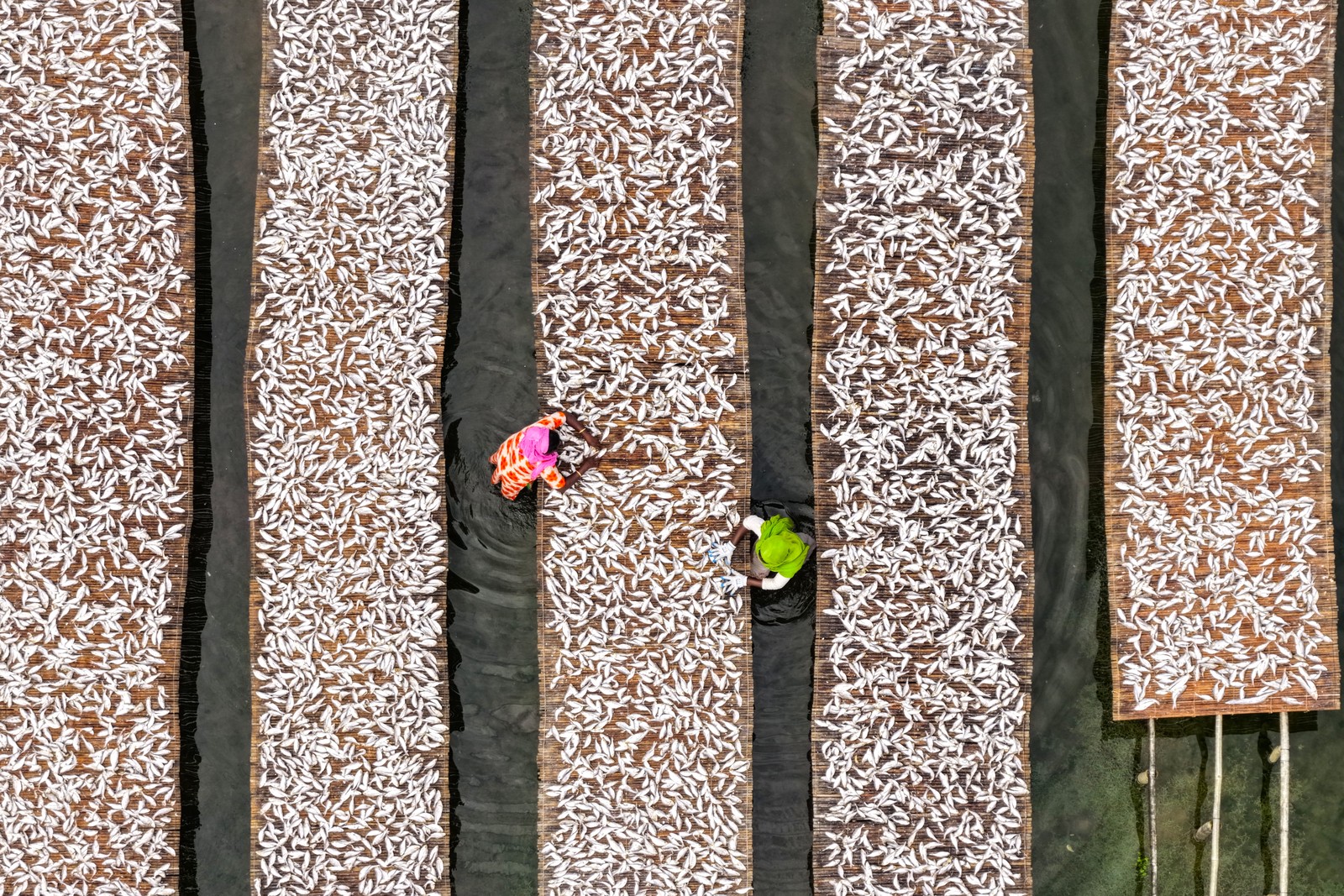 An overhead view of two people arranging fish to dry on long platforms