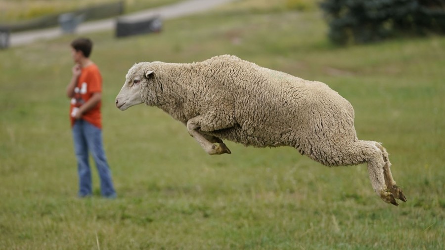 A sheep leaps in a field.