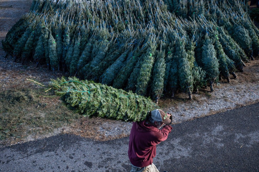 A person carries a Christmas tree past a large stack of Christmas trees.