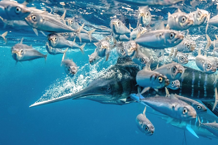 Many small fish flee from a fast-moving marlin near the water's surface.