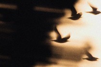 Distorted images of birds in flight