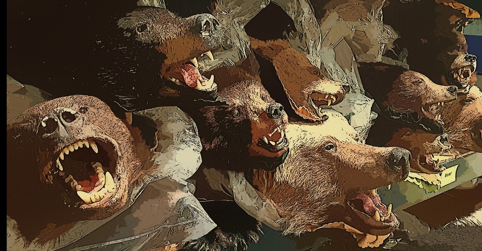 Taxidermied Museum Animals Help Stop Wildlife Smuggling The Atlantic