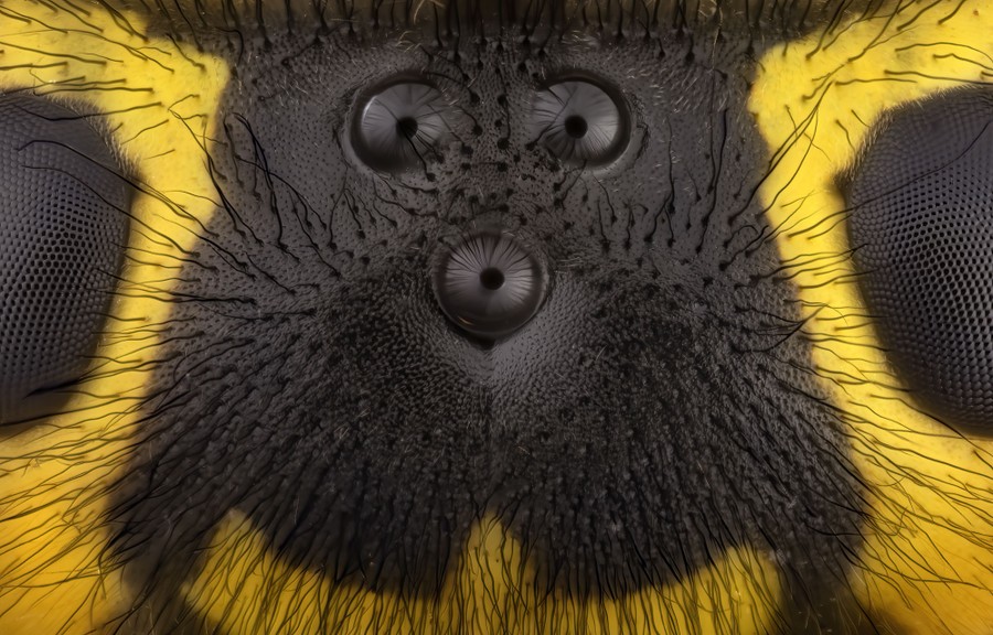 A cluster of three tiny eyes, seen in the forehead of a yellow jacket