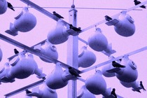 a black-and-white photo of several gourd-shaped structures, hung from beams, with purple martins perched near the entrances