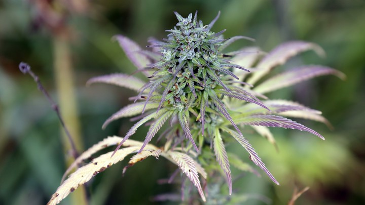 A hemp plant