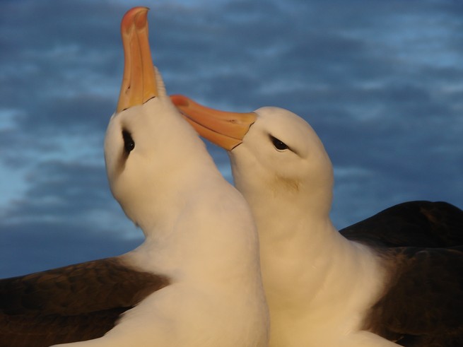 two black-browed albatrosses