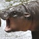 A baby pygmy hippo playfully tries to bite a person's arm.