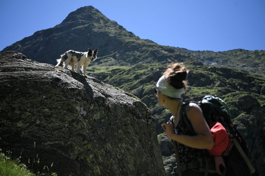 A person looks at a dog on a large rock in the mountains.