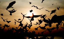 Picture showing many birds flying as the sun sets behind a body of water