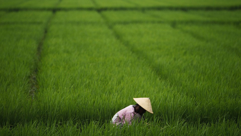 Does Growing Rice Make You Less Individualistic? - The Atlantic