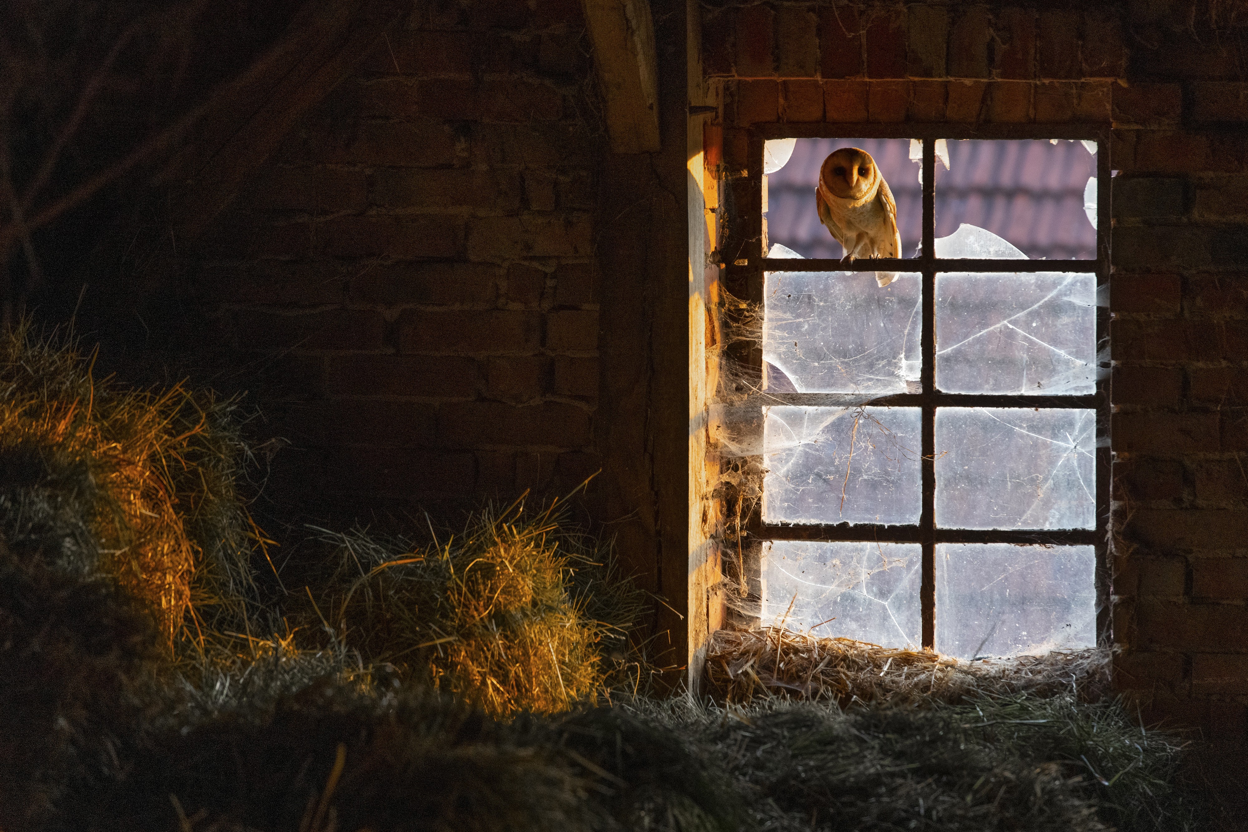 A barn owl sits in a barn window with broken panes.