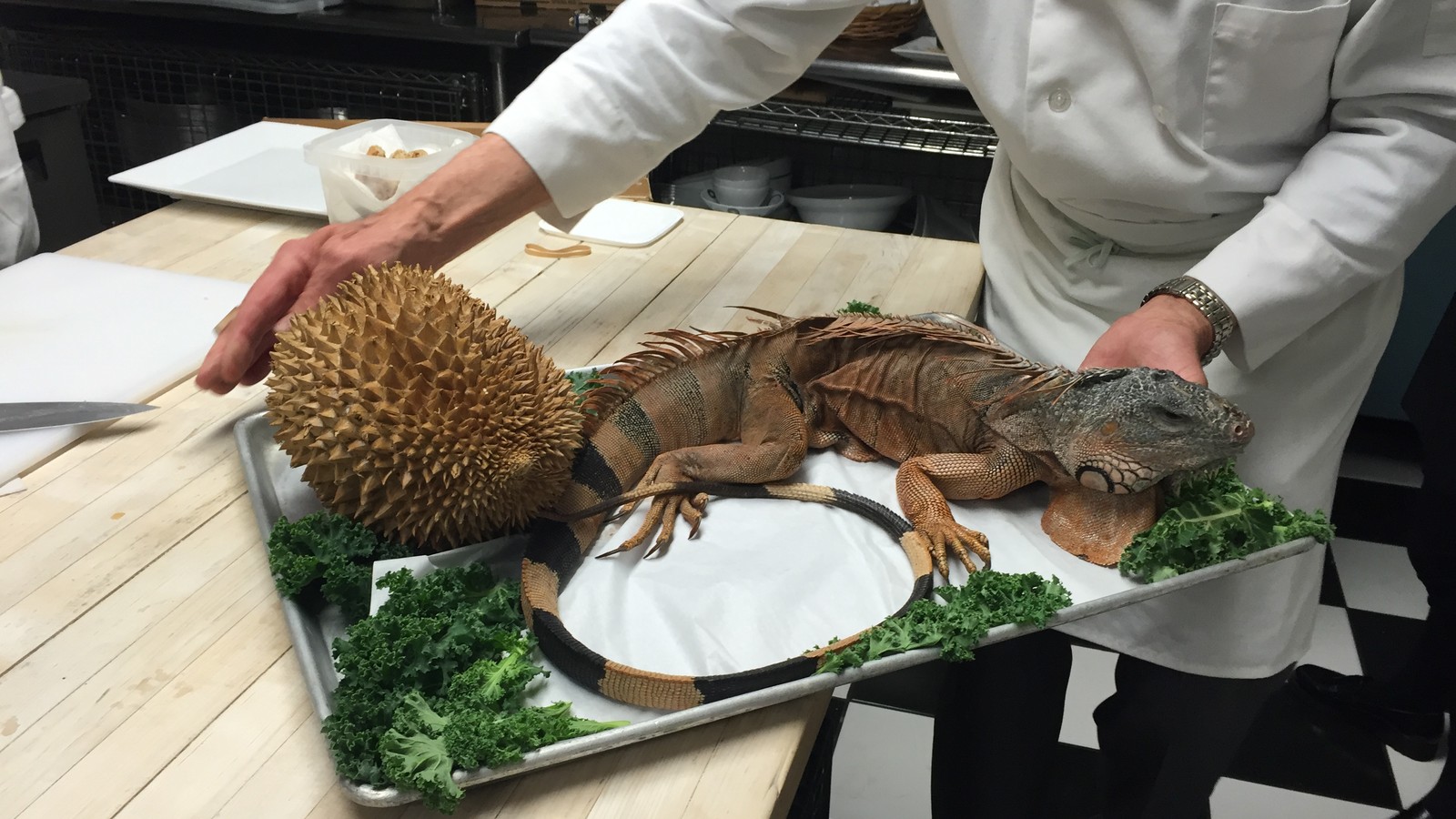 Can Iguanas Eat Kale? Discover the Power of Greens for Your Pet!