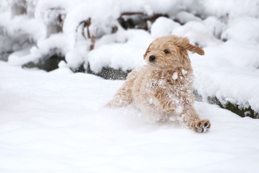 Photos: Paws in the Water—Dogs at Play - The Atlantic