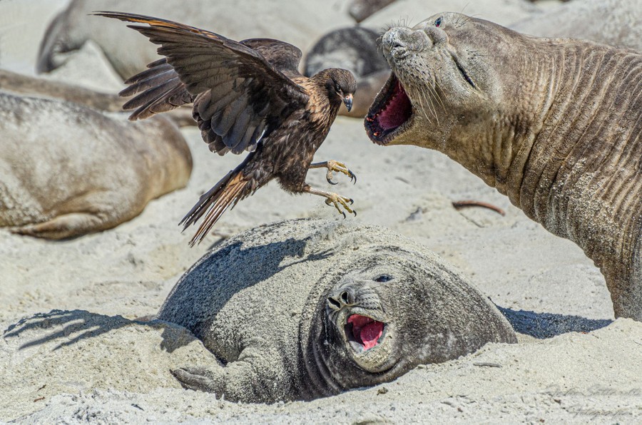 A mother seal opens its mouth to chase away a bird of prey above its calf.