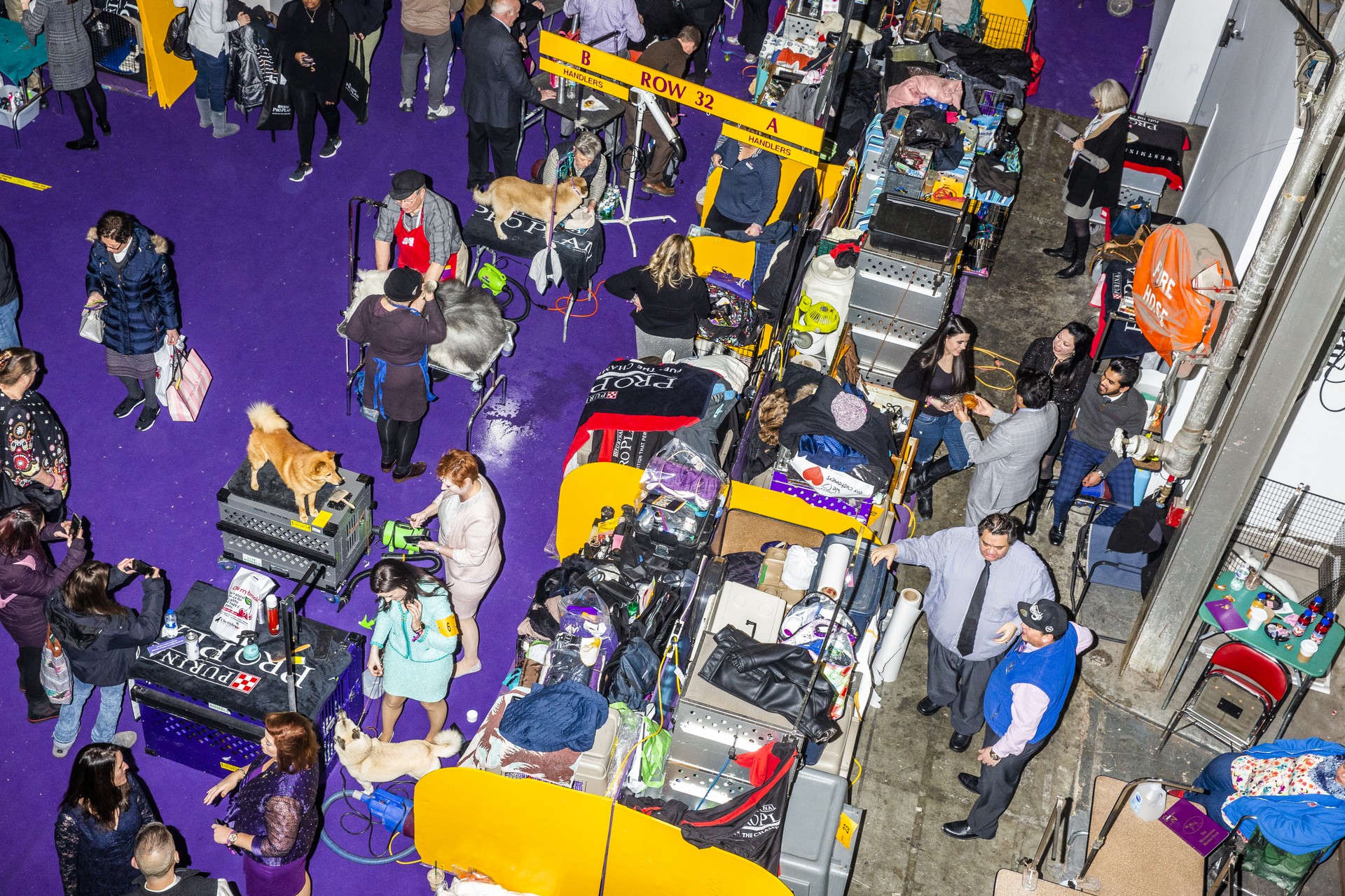 Backstage at the Westminster Dog Show The Atlantic