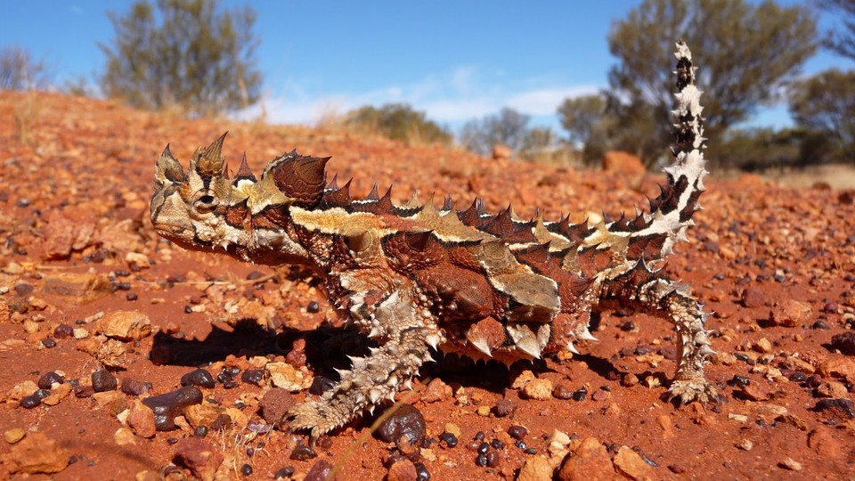 The Thorny Devil, a Desert Lizard That Drinks From Sand - The Atlantic