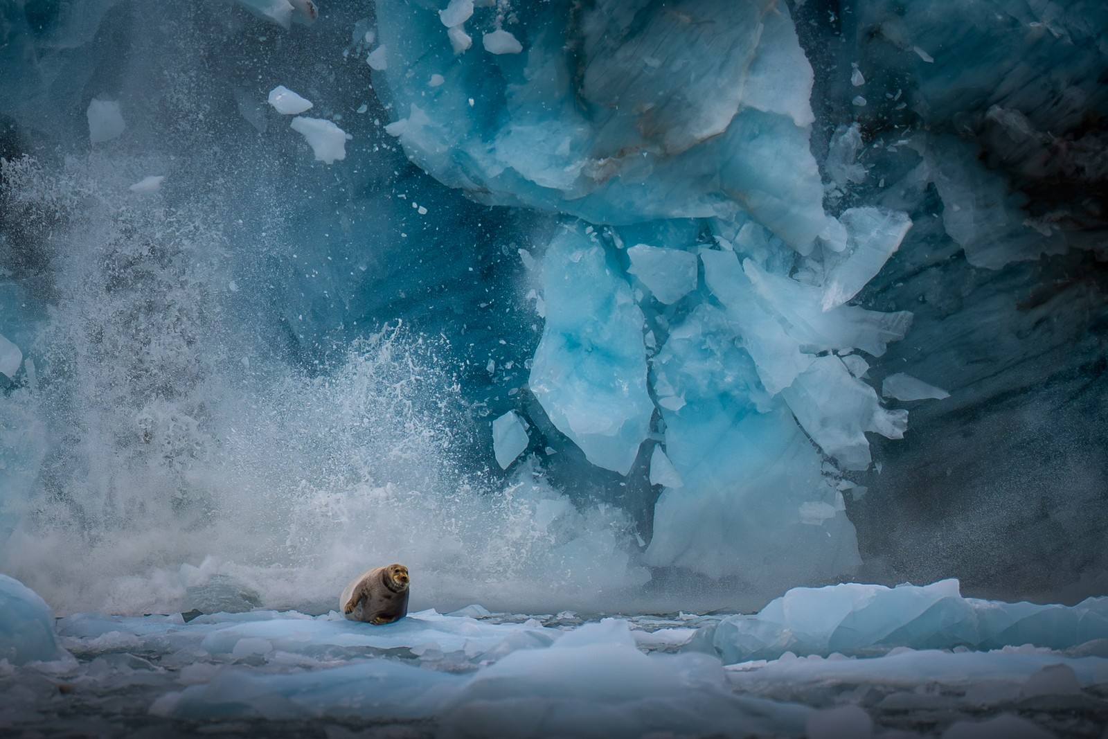 Huge chunks of ice fall from the face of a glacier, seen behind a seal floating on an iceberg in the foreground.