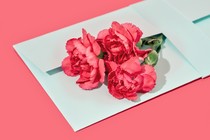 An image of pink carnations tucked in an envelope.