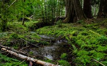 A river flowing through a marshy forest