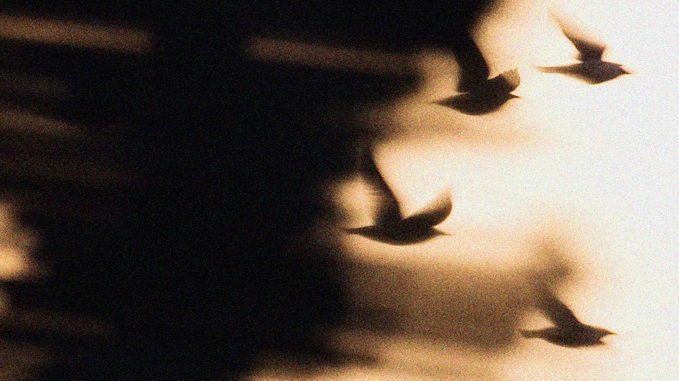 Distorted images of birds in flight