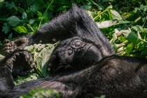 A mountain gorilla taking a break and relaxing in the sun