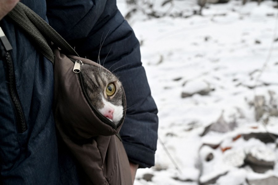 A cat peeks out of a zippered opening, while being carried.