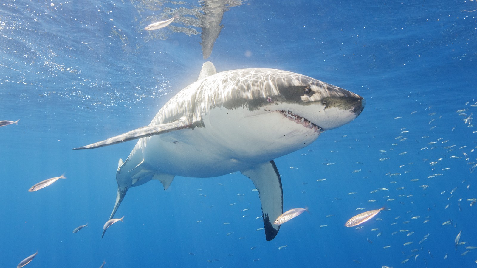Scientists Shocked That White Sharks Swim Near Humans but Don't Attack