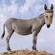 a donkey with a paper bag on its head