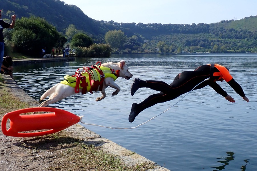 A person in a wetsuit jumps into a lake, followed closely by a rescue dog.