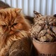 A cat next to a fake look-alike cat
