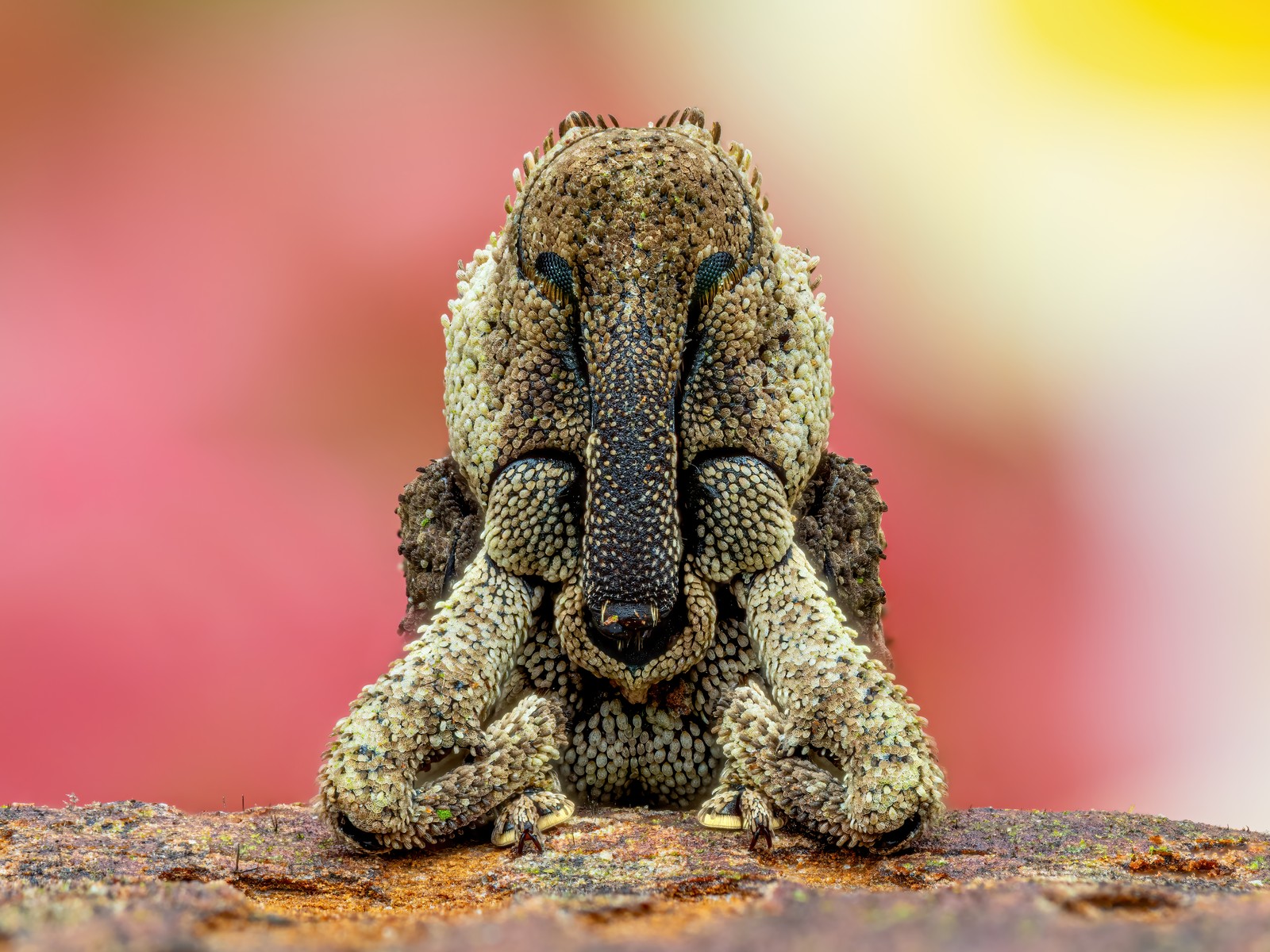 A close view of the head and upper body of a weevil
