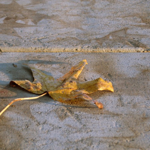 Mini Object Lesson The Autumn Oak The Atlantic