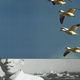 Graphic illustration with photo of birds flying in blue sky over black-and-white photo of lower part of man's face with city view in background