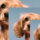 multiple images of a caramel-colored puppy, layered over each other