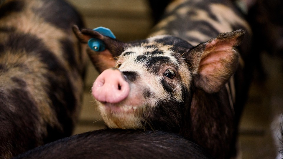 A spotted piglet with an ear tag