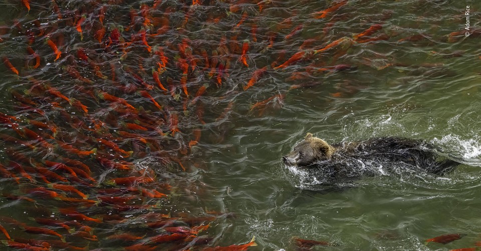 Winners of Wildlife Photographer of the Year 2022 - The Atlantic