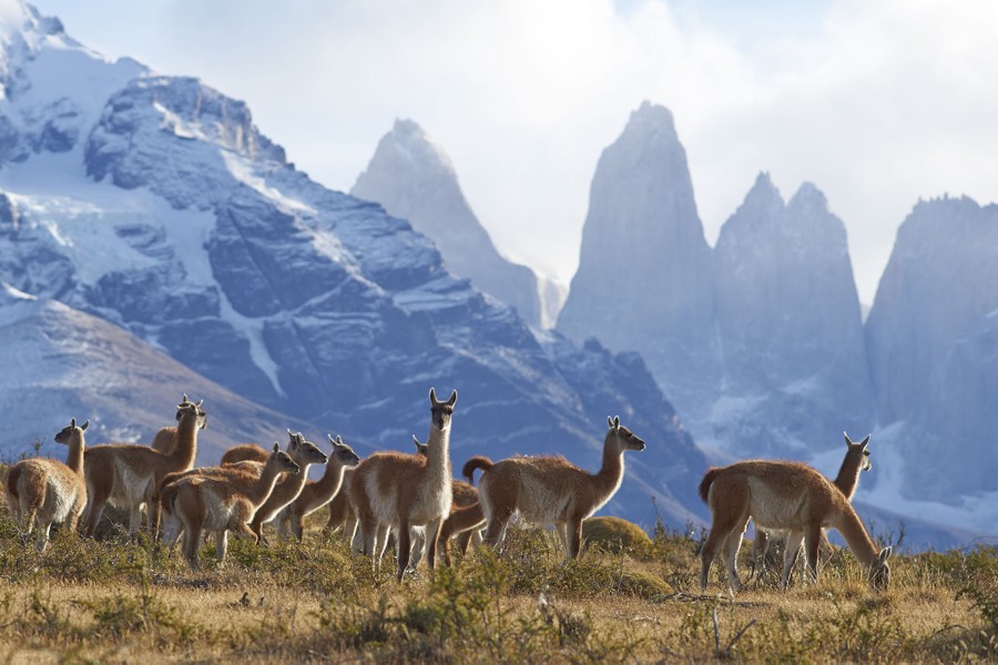A herd of guanacos grazes on a hillside in front of steep mountains.