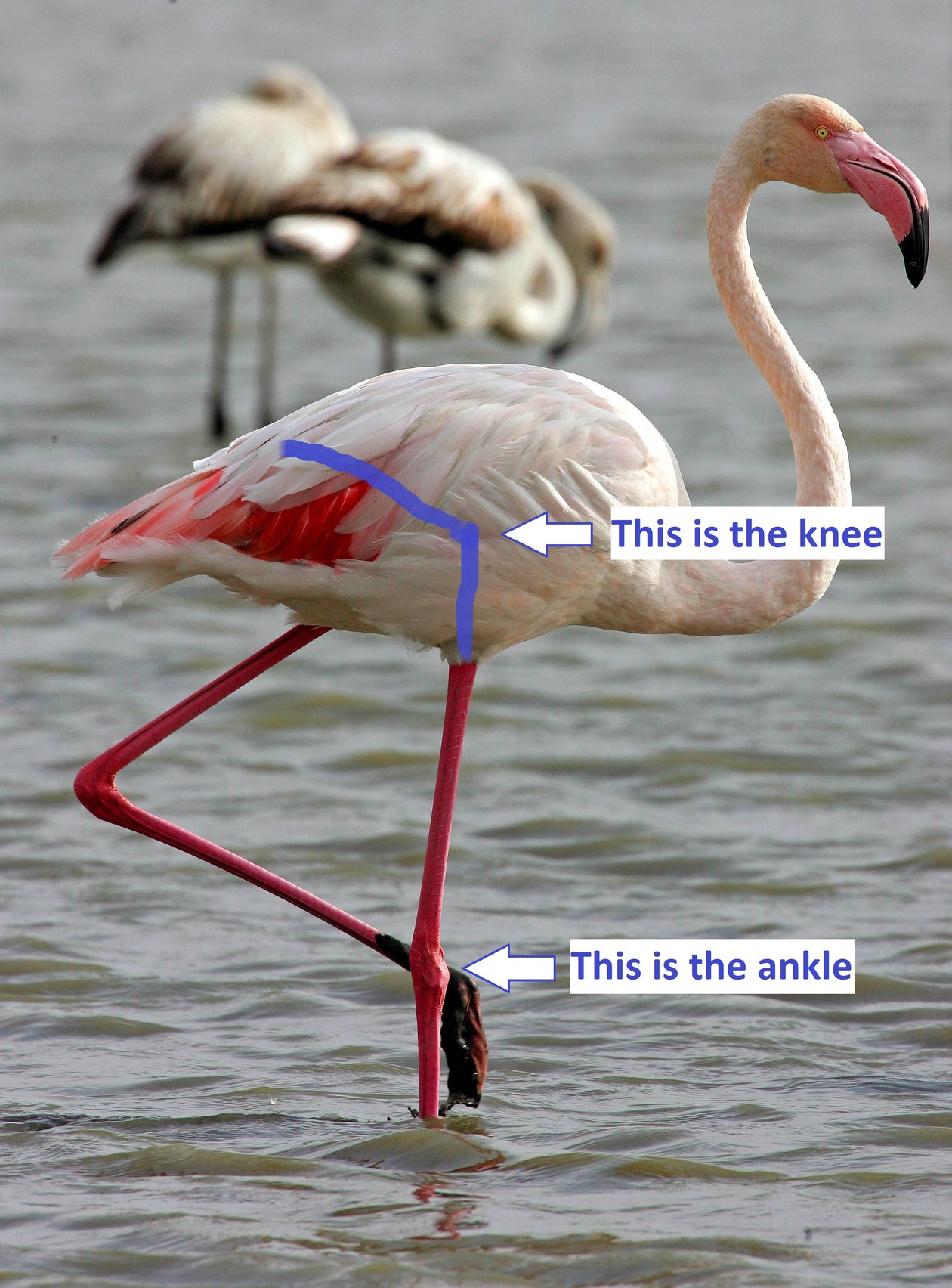 flamingo legs and feet