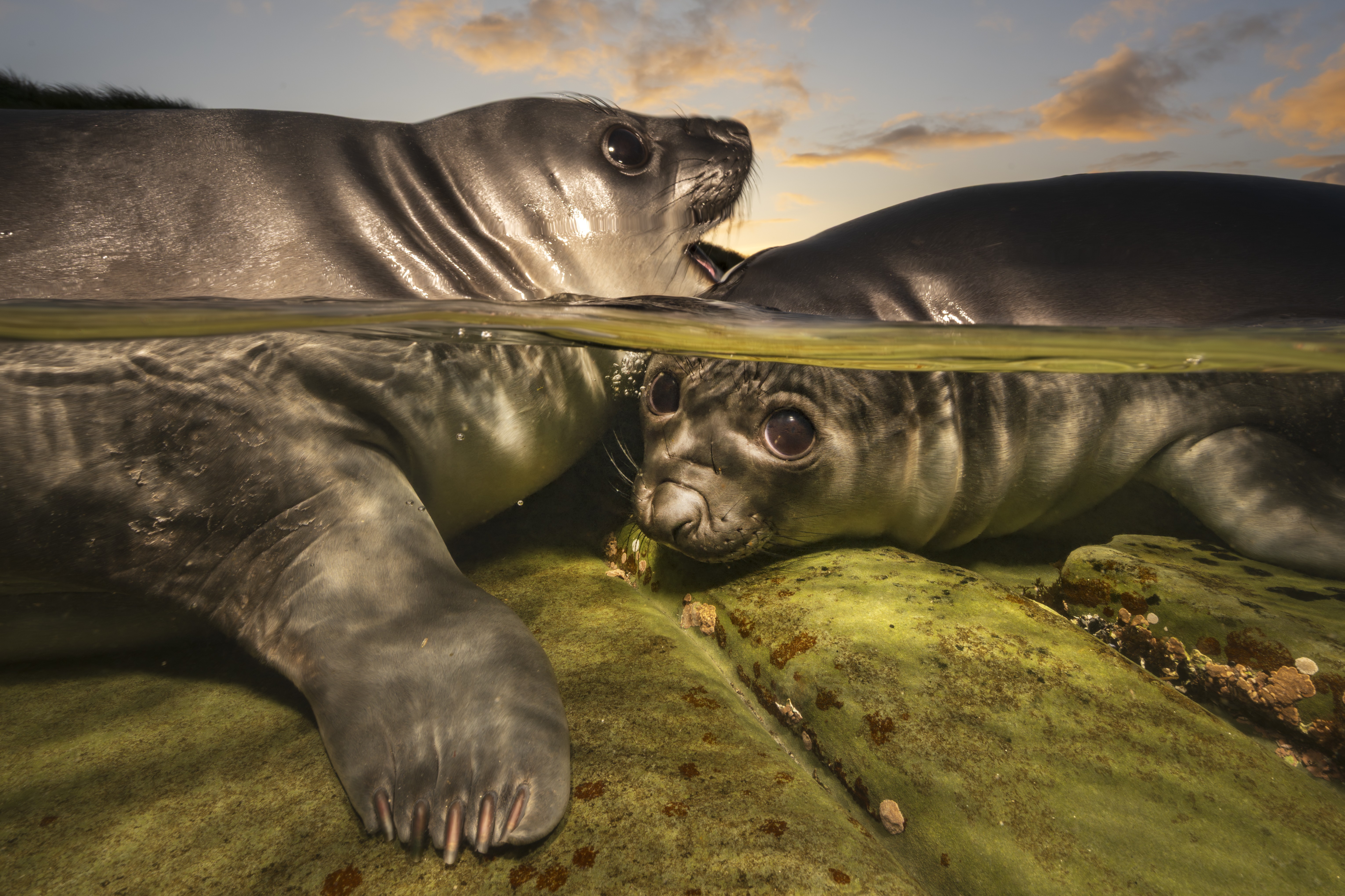 A close view of two young seals in shallow water